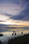Dawn on Lake Ziway with Maribu Storks